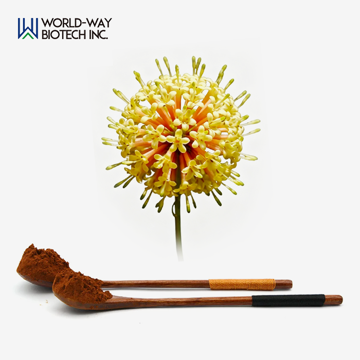 Uncaria Rhynchophylla Extract